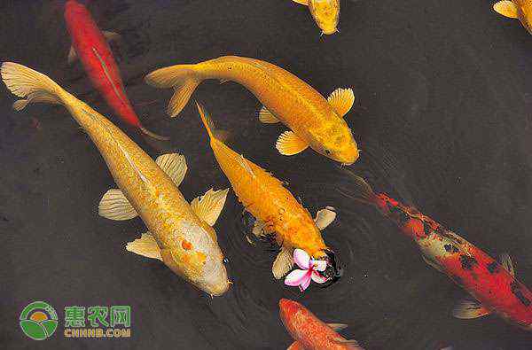 養(yǎng)魚的數(shù)量有什么講究 家里養(yǎng)魚有什么講究？