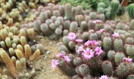 仙湖植物園門票 2018年仙湖植物園可以開車進去嗎 深圳仙湖植物園門票+拍照攻略