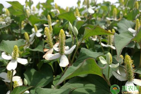 魚腥草種植方法 魚腥草種植方法有哪些？