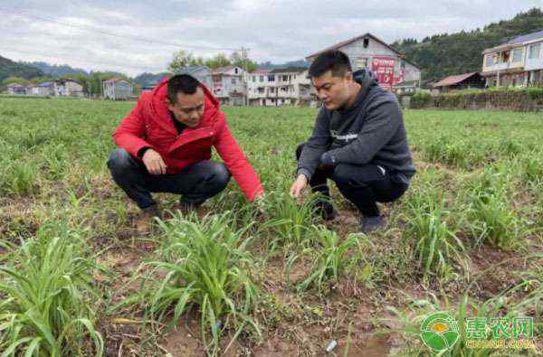 大山培達 號外號外丨大山里的脫貧攻堅戰(zhàn)：電商精準扶貧，農(nóng)旅融合發(fā)展