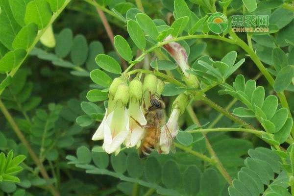 黃芪和北芪有什么區(qū)別 黃芪和北芪有什么區(qū)別？