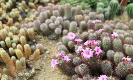 仙湖植物園門票 2018年仙湖植物園可以開車進(jìn)去嗎 深圳仙湖植物園門票+拍照攻略