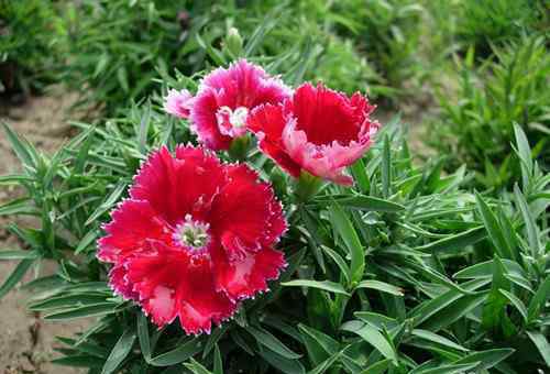 石竹花圖片 石竹花有什么用途  石竹花圖片欣賞