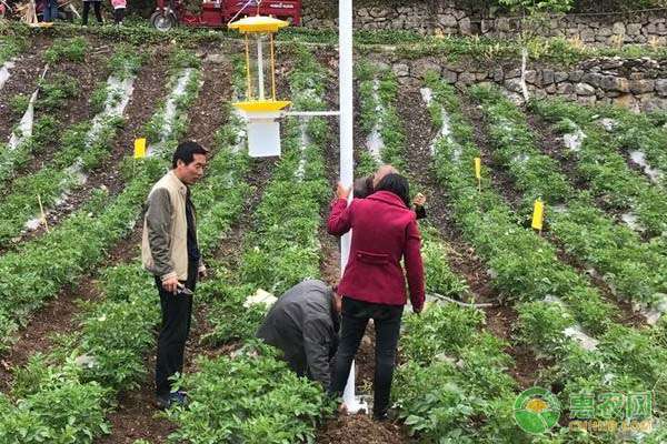 茶黃薊馬 茶黃螨、薊馬、白粉虱發(fā)生嚴(yán)重，如何防治？