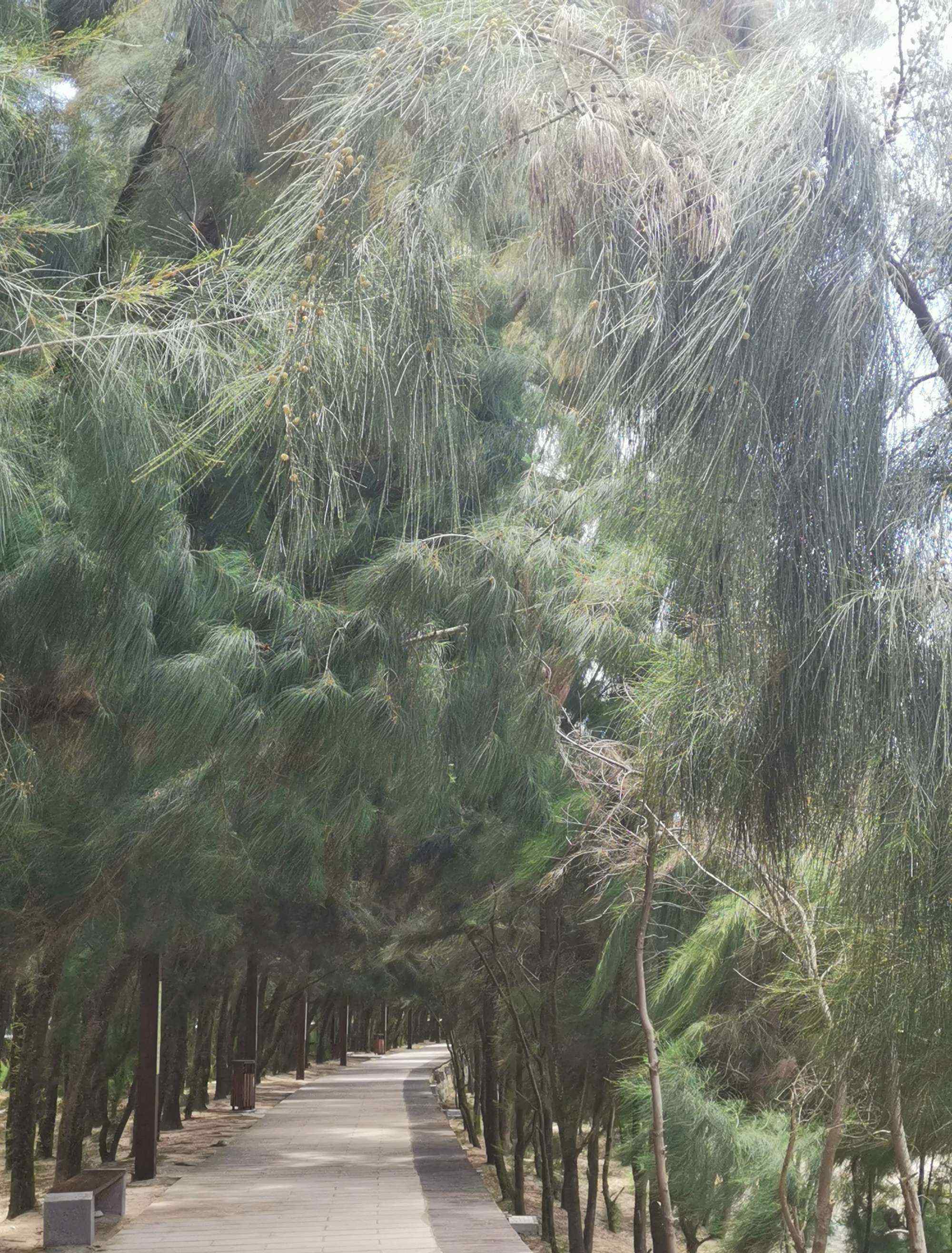 漳州馬鑾灣 福建漳州東山島馬鑾灣