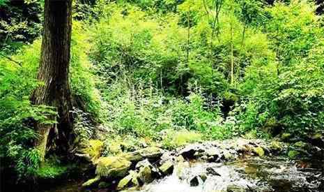 黑龍江鳳凰山 2019黑龍江鳳凰山6月17日免門票 附游玩攻略