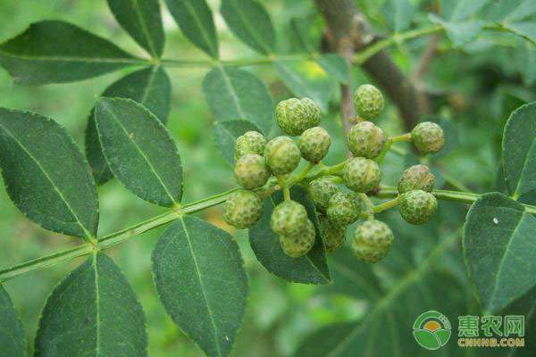 花椒樹的種植方法 盆栽花椒樹有哪些種植方法?