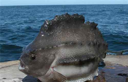 海參斑魚最好吃的做法 海參斑魚多少錢一斤 海參斑魚好不好