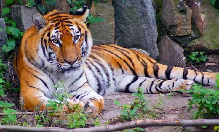 漢陽動(dòng)物園 2020武漢動(dòng)物園開放時(shí)間 門票優(yōu)惠政策