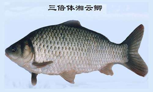 湘云鯽 專家：湘云鯽與其他鯽魚有哪些區(qū)別