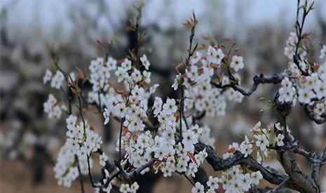 昌邑之窗 2019濰坊昌邑山陽梨花節(jié)4月6日開啟