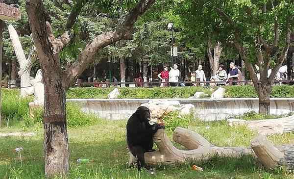 長春動植物園門票 長春動植物公園怎么去 門票多少錢