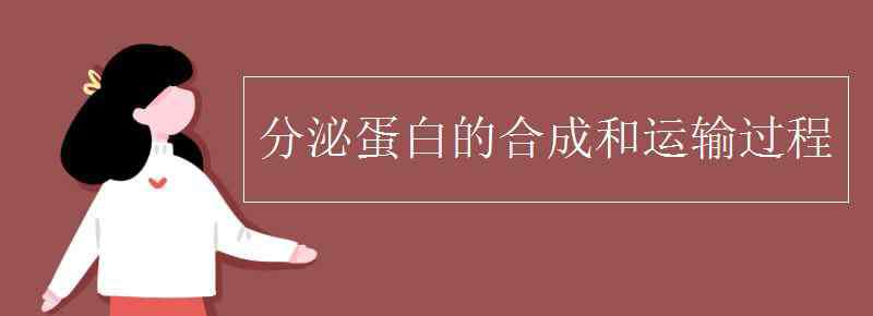 分泌蛋白的合成和運輸過程 分泌蛋白的合成和運輸過程