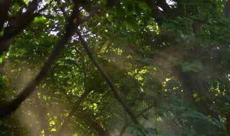 廈門萬石植物園攻略 廈門園林植物園游玩攻略