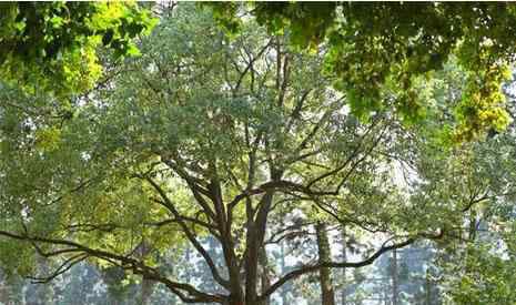 廈門萬石植物園攻略 廈門園林植物園游玩攻略