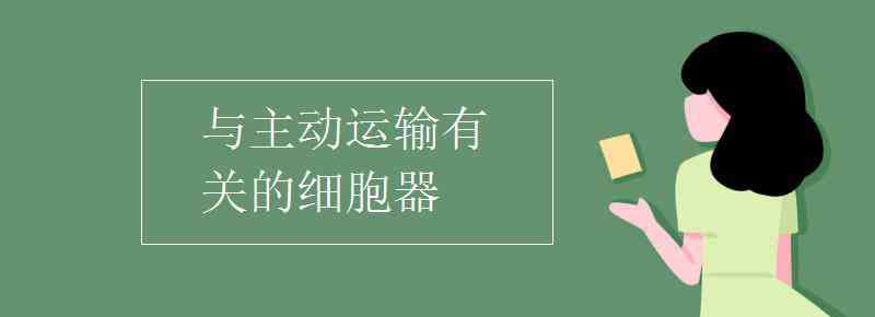 與主動運輸有關的細胞器 與主動運輸有關的細胞器