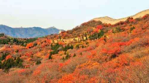 巫山紅葉節(jié) 2019巫山紅葉節(jié)時(shí)間+地點(diǎn)+門票+最佳觀賞點(diǎn)