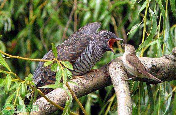 杜鵑鳥寄生失敗下場 杜鵑鳥吃什么？為何杜鵑鳥會出現(xiàn)有巢寄生行為？