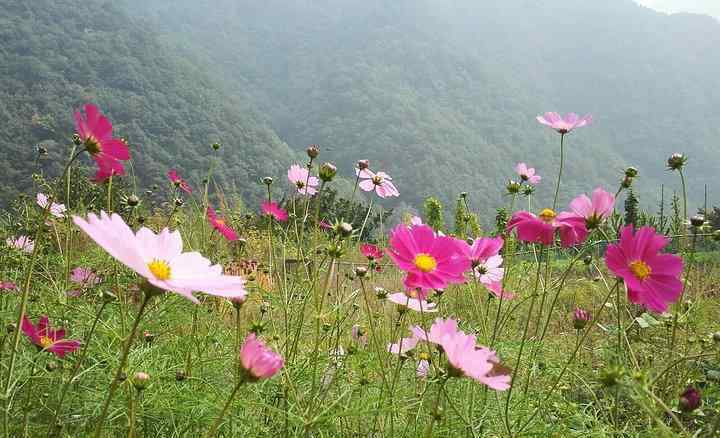 白云山怎么去 洛陽白云山風景區(qū)怎么去+交通指南