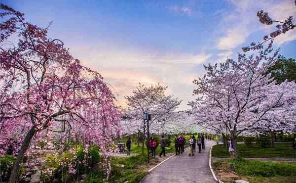 武大櫻花幾月開 2020年武大櫻花節(jié)什么時(shí)候開花（開始時(shí)間+結(jié)束時(shí)間）