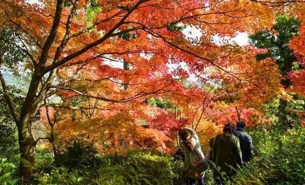 青天河紅葉節(jié) 2019焦作青天河紅葉節(jié)時(shí)間+門票優(yōu)惠政策