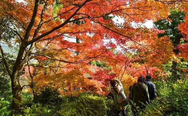 青天河紅葉節(jié) 2019焦作青天河紅葉節(jié)時(shí)間+門(mén)票優(yōu)惠政策