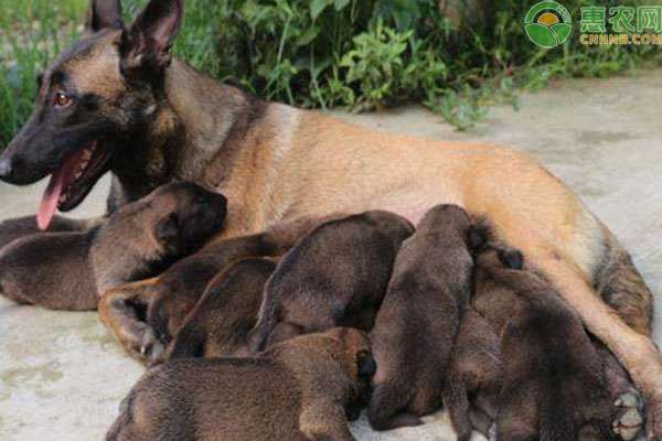 為什么馬犬不合適家養(yǎng) 為什么馬犬不合適家養(yǎng)？