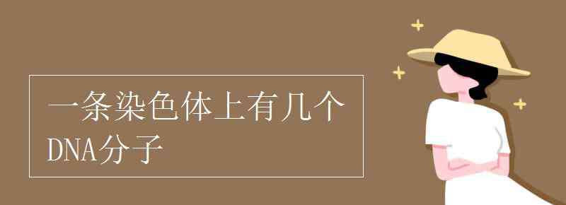 DNA分子 一條染色體上有幾個(gè)DNA分子