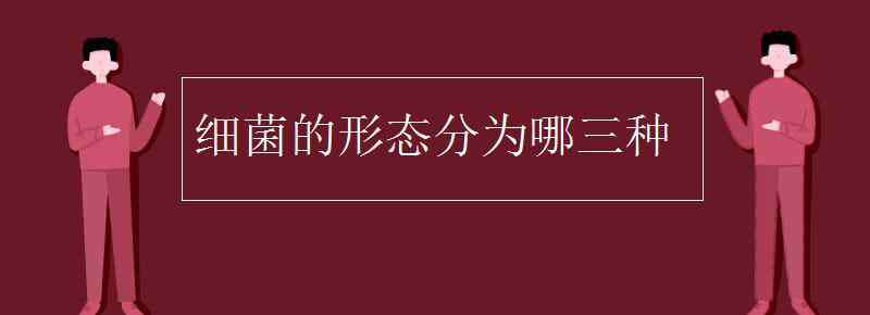 細(xì)菌的特殊結(jié)構(gòu)包括 細(xì)菌的形態(tài)分為哪三種