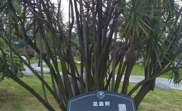 東莞植物園好玩嗎 東莞植物園景點(diǎn)介紹 東莞植物園有什么好玩的