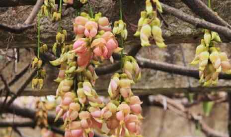 2015華南植物園禾雀花 2019華南植物園禾雀花門票+時間+地點+交通+介紹