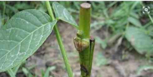 怎樣嫁接核桃樹(shù) 核桃樹(shù)要想結(jié)果快，嫁接才是最關(guān)鍵