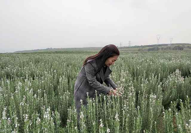 迷迭香莊園 河南洛陽：女農民種8000畝迷迭香，圓了田園夢，帶動鄉(xiāng)親脫貧致富