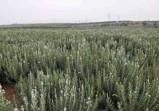 迷迭香莊園 河南洛陽(yáng)：女農(nóng)民種8000畝迷迭香，圓了田園夢(mèng)，帶動(dòng)鄉(xiāng)親脫貧致富