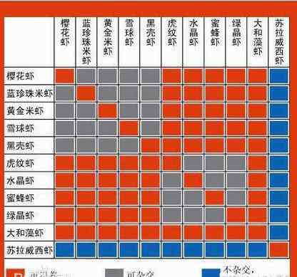 黑殼蝦繁殖 黑殼蝦的雜交圖譜以及一些常見問題