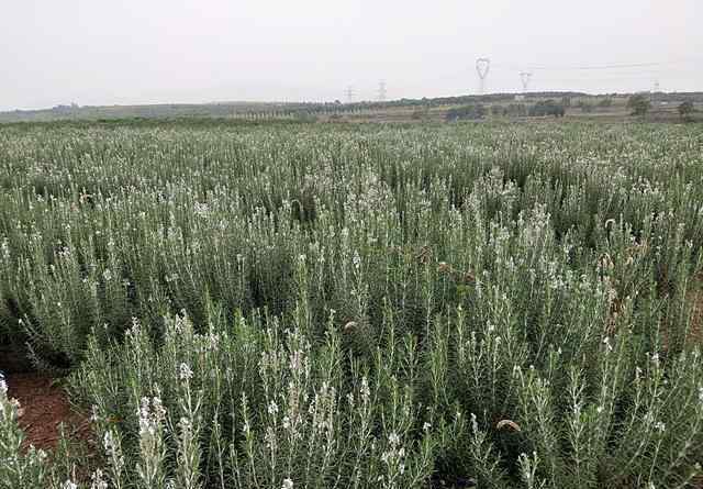 迷迭香莊園 河南洛陽：女農民種8000畝迷迭香，圓了田園夢，帶動鄉(xiāng)親脫貧致富