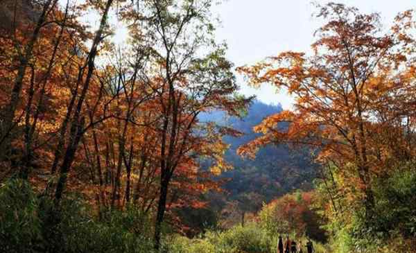 唐家河紅葉 青川唐家河紅葉節(jié)幾月份 附2019年唐家河紅葉節(jié)10月25日開幕信息