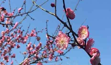 蘇州梅花 2019蘇州香雪海太湖梅花節(jié)1月23日開幕