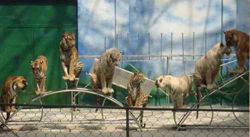 南京紅山動(dòng)物園門票 2018南京紅山森林動(dòng)物園門票價(jià)格+優(yōu)惠信息