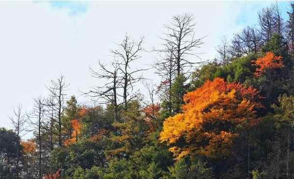 唐家河紅葉 青川唐家河紅葉節(jié)幾月份 附2019年唐家河紅葉節(jié)10月25日開幕信息