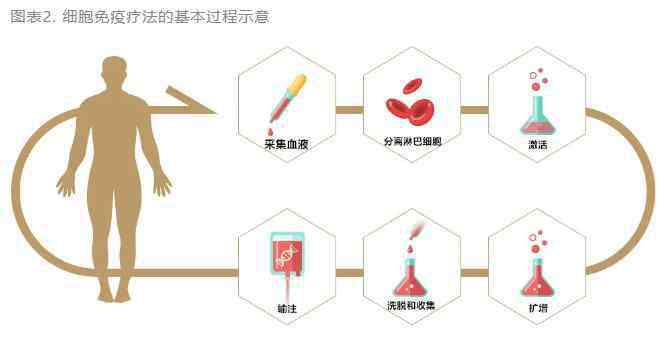 免疫細(xì)胞療法 細(xì)胞免疫療法：盛名之下，其實(shí)難副？