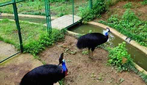 南京紅山動(dòng)物園門票 2018南京紅山森林動(dòng)物園門票價(jià)格+優(yōu)惠信息