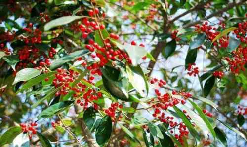 紅果冬青 紅果冬青樹簡介及種植方法