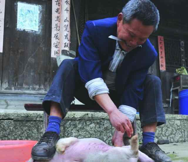 豬蛋 很多人都吃過(guò)豬肉，但卻沒(méi)有吃過(guò)有壯陽(yáng)作用的豬蛋！