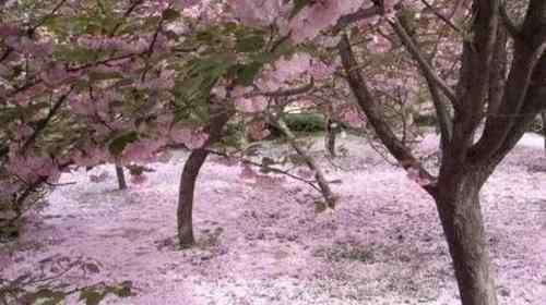 青龍寺櫻花 2018年西安青龍寺櫻花幾月開(kāi)