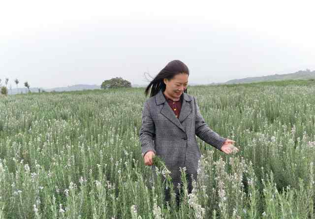 迷迭香莊園 河南洛陽：女農民種8000畝迷迭香，圓了田園夢，帶動鄉(xiāng)親脫貧致富