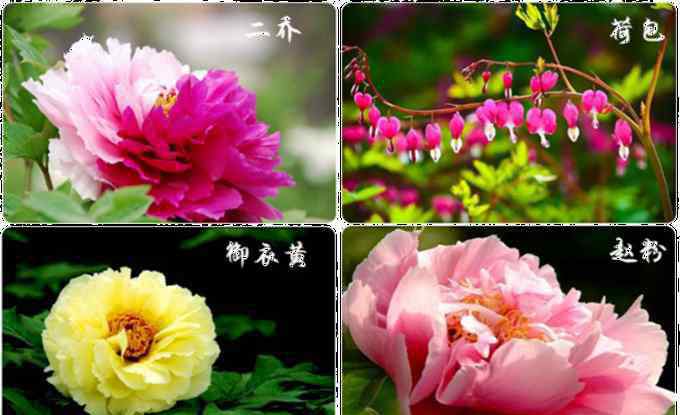 洛陽(yáng)牡丹花會(huì)地點(diǎn) 2019洛陽(yáng)牡丹花會(huì)時(shí)間地點(diǎn)+交通