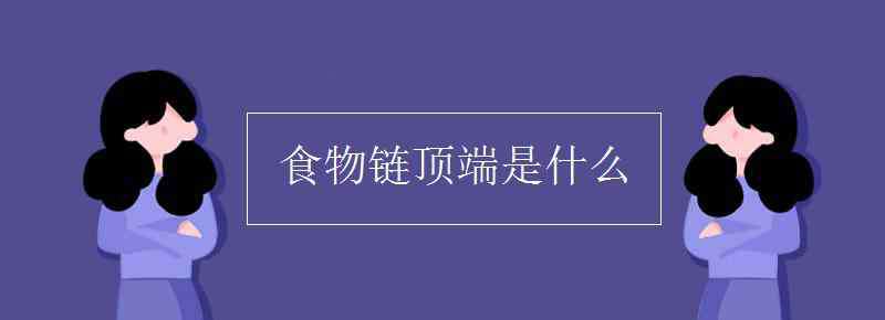 食物鏈的頂端是什么 食物鏈頂端是什么