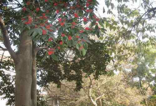 紅果冬青 紅果冬青樹簡介及種植方法