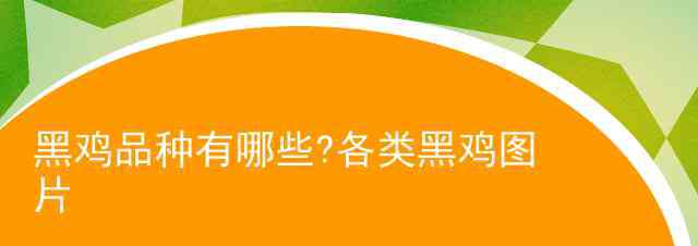 雞的品種大全圖片 黑雞品種有哪些?各類黑雞圖片